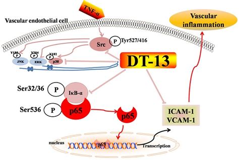 The Saponin Dt Attenuates Tumor Necrosis Factor Induced Vascular