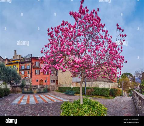 Magnolia Tree Terrace Garden Hi Res Stock Photography And Images Alamy