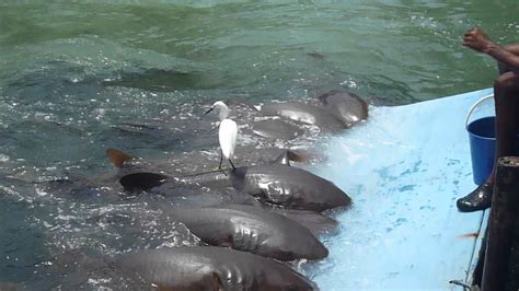 Turismo Acuario En Cartagena Youtube