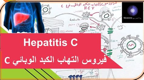 فيروس التهاب الكبد الوبائي Hepacivirus C Youtube