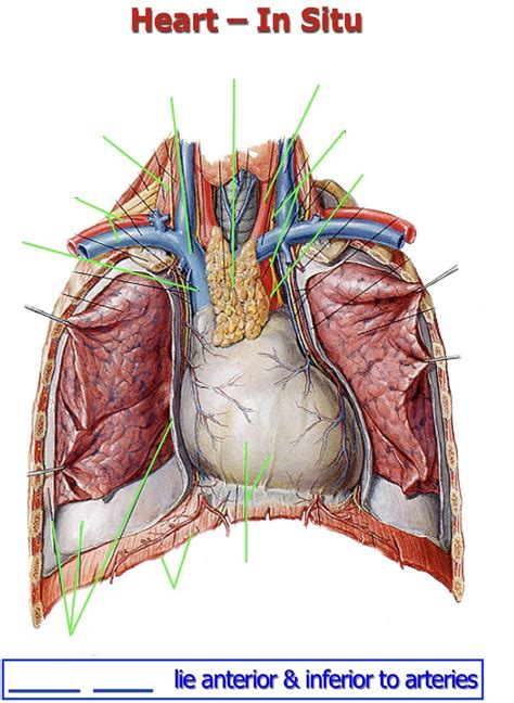 Heart In Situ Diagram Quizlet