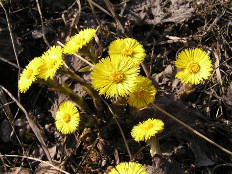 Tussilago farfara Free Photo Download | FreeImages