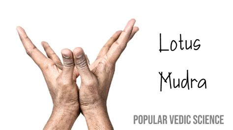 Lotus Mudra: Benefits, Precautions, and How to Do It