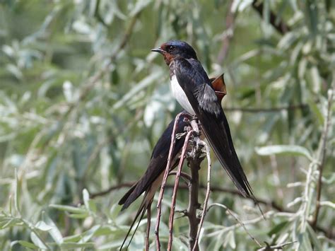 Randunica – Hirundo rustica | Animals