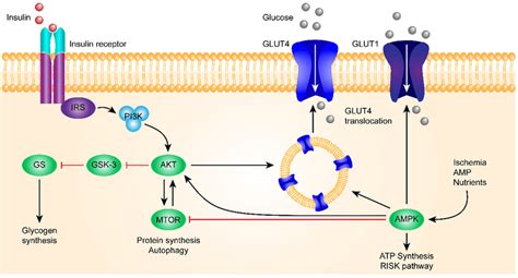 This Figure Shows The Insulin Signaling Pathway The Insulin Receptor