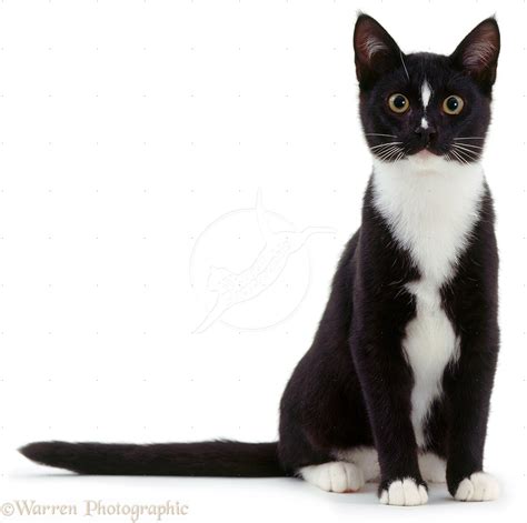 Image 03159 Black And White Cat Sitting White Background Free