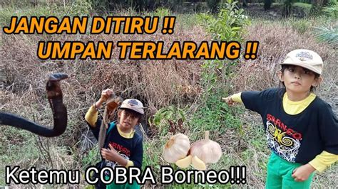 Jangan Ditiru Umpan Terlarang MANCING DI SUNGAI BORNEO YouTube