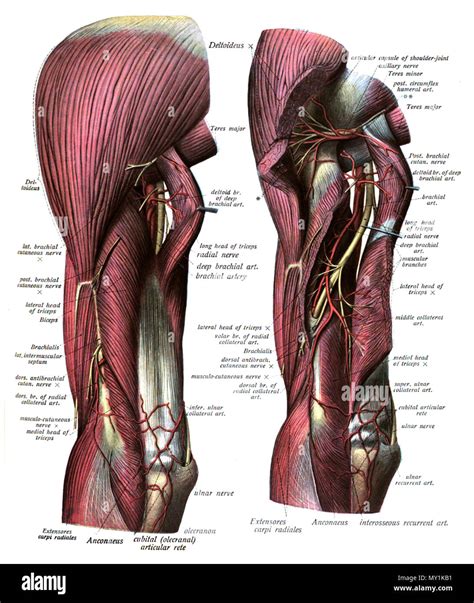 English An Anatomic Illustration From The Edition Of Sobotta S