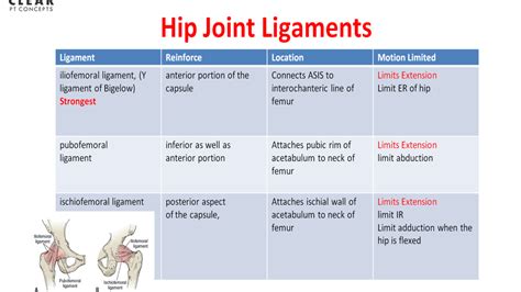 Hip joint Ligaments - clearptconcepts