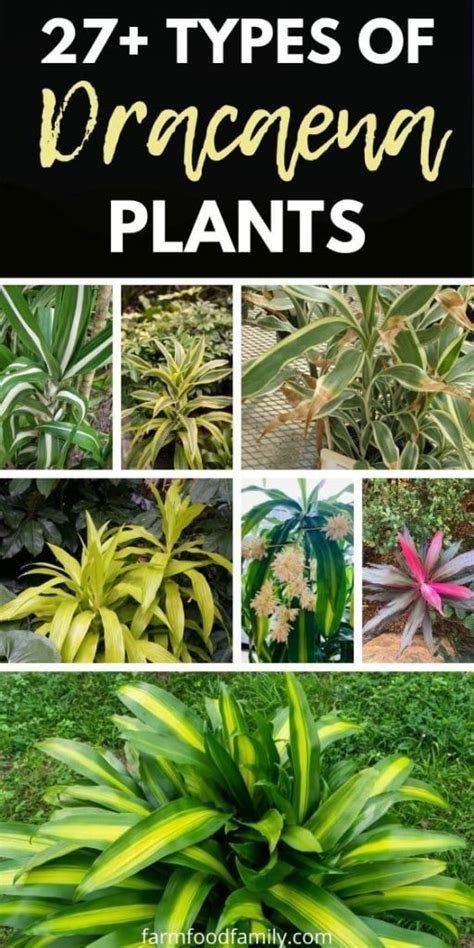 Types Of Dracaena Plants Facts Identification Care Guide Photos