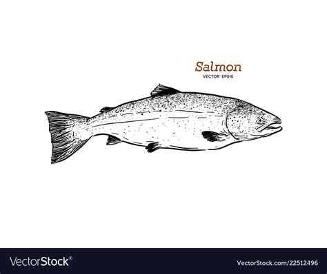 Ink Sketch Salmon Hand Drawn Of Royalty Free Vector Image