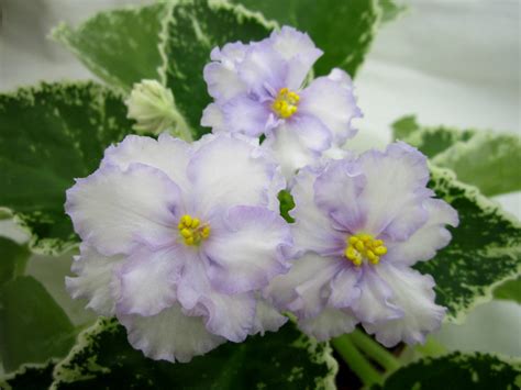 ЛЕ-ГРЁЗЫ СУЛТАНА