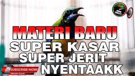 Materi Baru Lebih Hot Super Kasar Vs Menjerit Semua Murai Batu Bakal