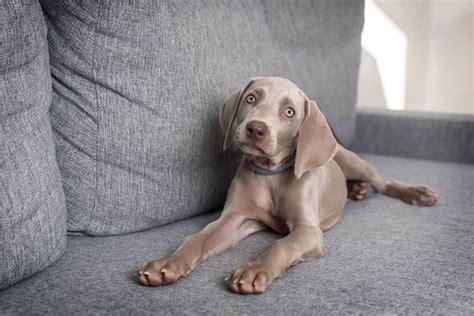 Understanding Weimaraner Life Expectancy: Factors, Care, and Longevity