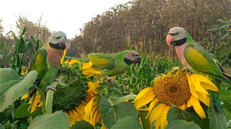 Funny Talking Parrots Eat Sunflower With Parrot Vlog Parrot Point