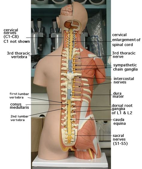 Art Labeling Activity Spinal Nerves And Regions Of The Spinal Cord