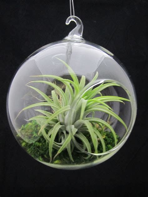 Sprout Home Chicago Air Plants In Hanging Glass Globes