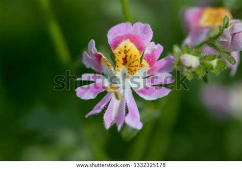 Schizanthus Called Butterfly Flower Fringeflower Poormansorchid Stock