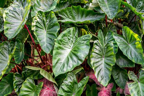 How To Grow And Care For Xanthosoma Elephant Ears