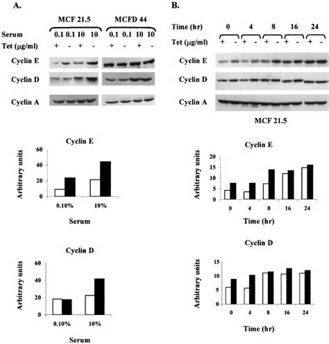 Effects of the induced expression of PKC and PKC on the expression of ... 