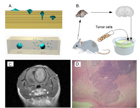 A 3d In Vitro Migration Models In The Gel Invasion Model Cells Are Download Scientific