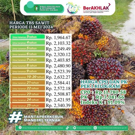 Update Terbaru Harga TBS Provinsi Kalimantan Barat Periode II Mei 2024