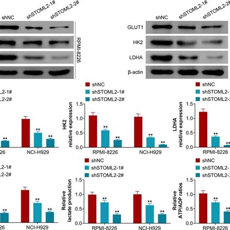 Knockdown Of STOML2 Represses Abnormal Glycolysis In MM A The Protein