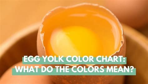 Egg Yolk Color Chart: What Do The Colors Mean? - Eco Peanut