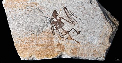 Fossil bat of more than 52 million years old appears to be a separate ...