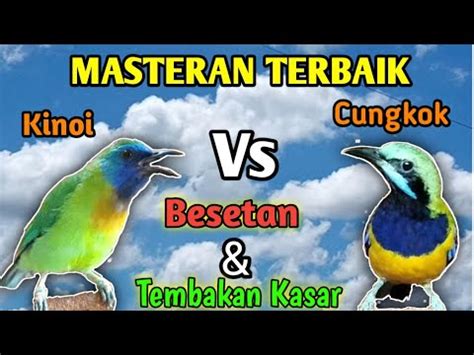 Suara Burung Kinoi Dan Cungkok Full Isian Mewah Untuk Masteran Cucak