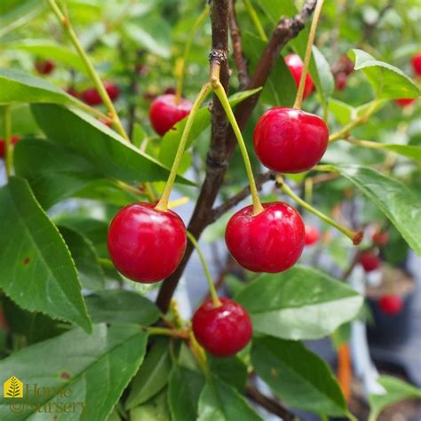 Prunus Cerasus North Star Cherry Tree From Home Nursery