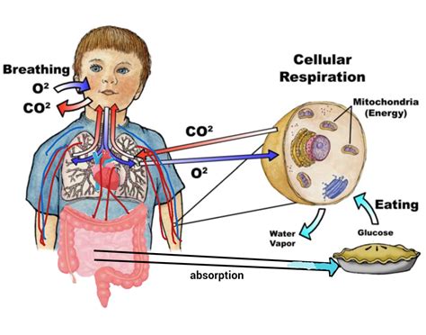 Cellular Respiration And Systems Quiz