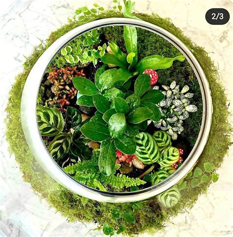 The Ultimate GuideTo Choosing Terrarium Plants