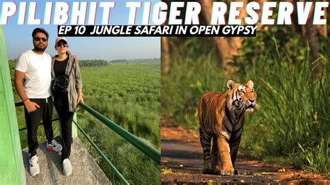 Pilibhit Tiger Reserve Chuka Beach Pilibhit Jungle Safari में Tiger और भालू से हुआ सामना