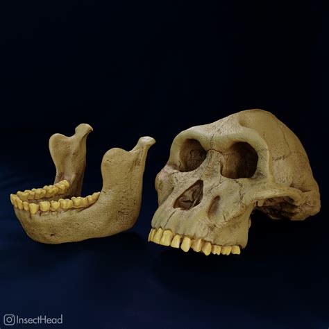 Archivo STL Reconstrucción del cráneo de Australopithecus anamensis