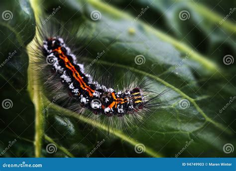 Orange Caterpillar With Black Hair Spefashion