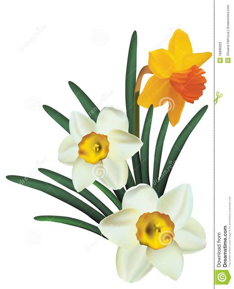 Narcissus Flower Clipart | Free download on ClipArtMag