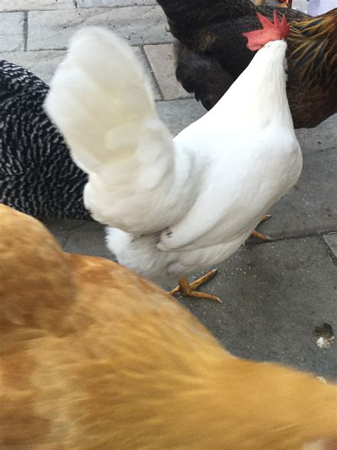 Comb On White Leghorn Backyard Chickens Learn How To Raise Chickens