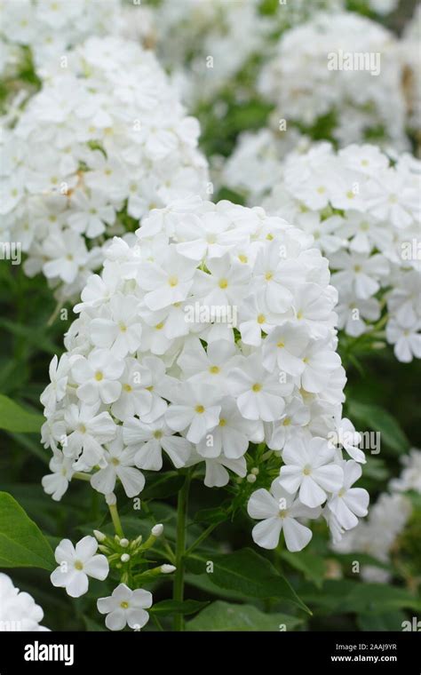 Phlox Paniculata Mount Fuji Hi Res Stock Photography And Images Alamy