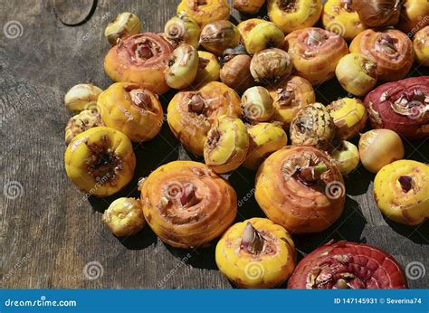 Gladiolus Bulbs Before Planting On Old Wooden Table In The Garden