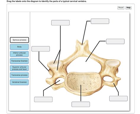 Typical Cervical Vertebra