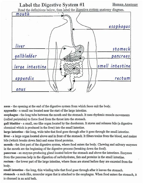 Label The Digestive System Answer Key Label The Digestive Sy