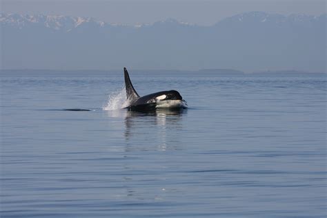 Whale And Dolphin Conservation Endorses The Swims Act To Phase Out Whale Captivity In The Us