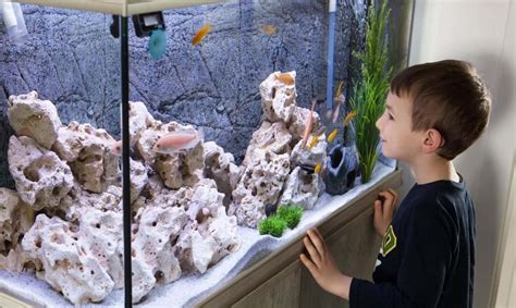 5 Tips To Set Up The Best Fish Tank For Your Children Shed Happens