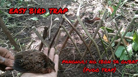 Easy bird trap||How to make bird trap||Panghuli ng ibon sa gubat(pugo ...