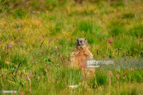 Groundhog Photo Photos And Premium High Res Pictures Getty Images