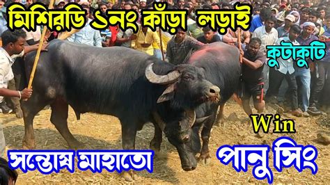 মিশিরডি আসরে ১নং কাঁড়া লড়াই সন্তোষ মাহাতো Vs পানু সিং Win ২