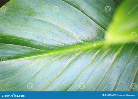 Green Tropical Calla Leaf Background Texture Close Up Of Green Leaf