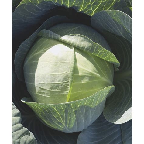 Капуста Харрикейн Описание Сорта Фото Отзывы – Telegraph