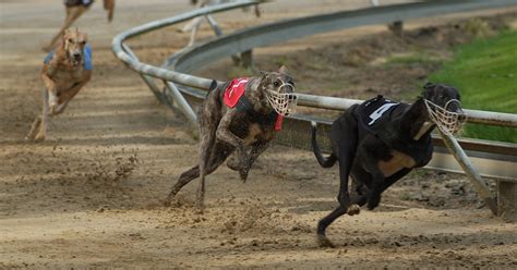 It’s Time to Stop Greyhound Racing In Its Tracks | ASPCA